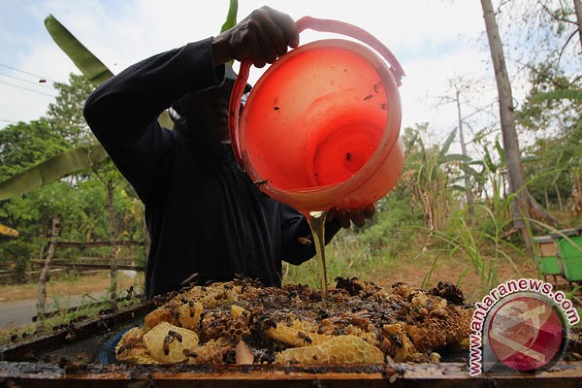 WWF dampingi peternak lebah Jayawijaya