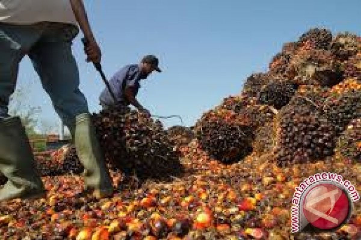 Harga CPO turun Rp319/kg