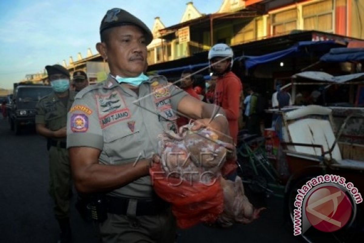 SIDAK DAGING BUSUK