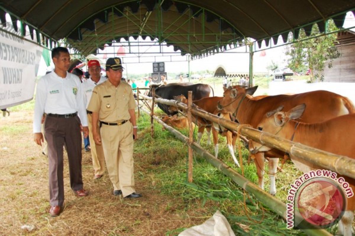 Stock Daging Sapi Di Balangan Aman