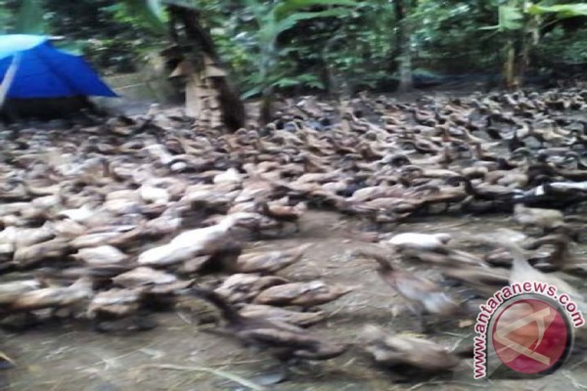 Prospek bebek potong di Lampung Timur menggiurkan