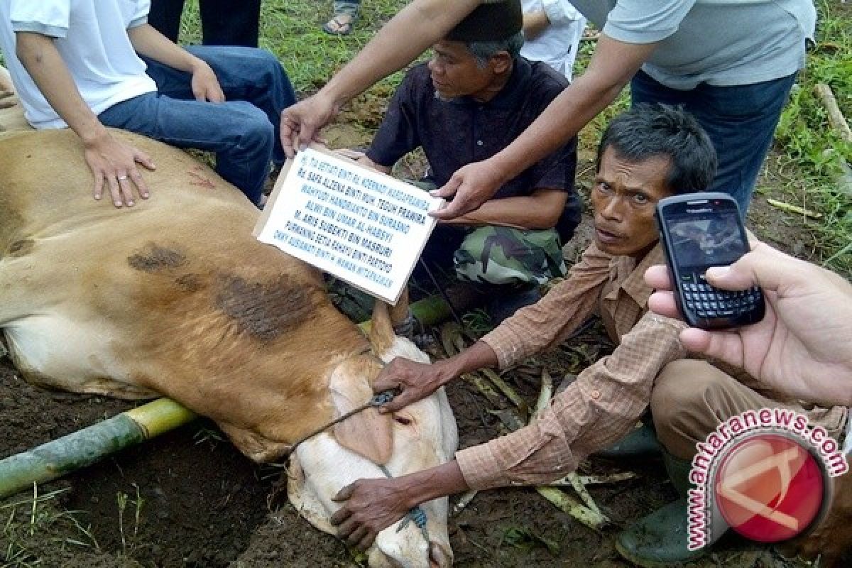 Warga Pamekasan Patungan Sembelih Sapi untuk Lebaran