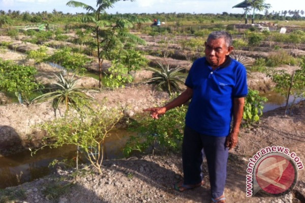 Petani Cabai Ketapang Merugi Jutaan Rupiah Karena Kekeringan