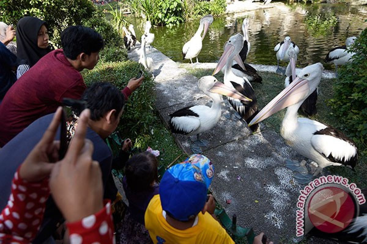 GL Zoo Yogyakarta targetkan 150.000 pengunjung selama libur Lebaran