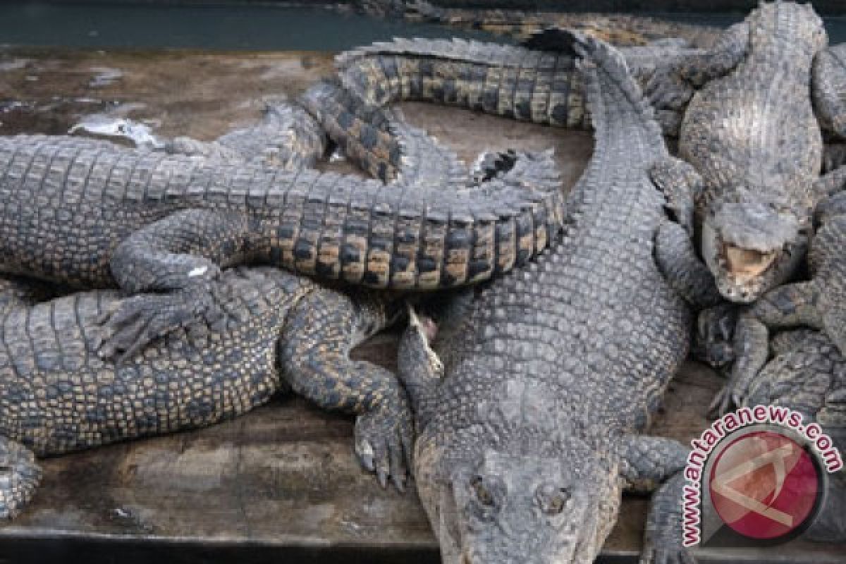 Pemerintah Kota Dumai belum pindahkan buaya 3,5 meter