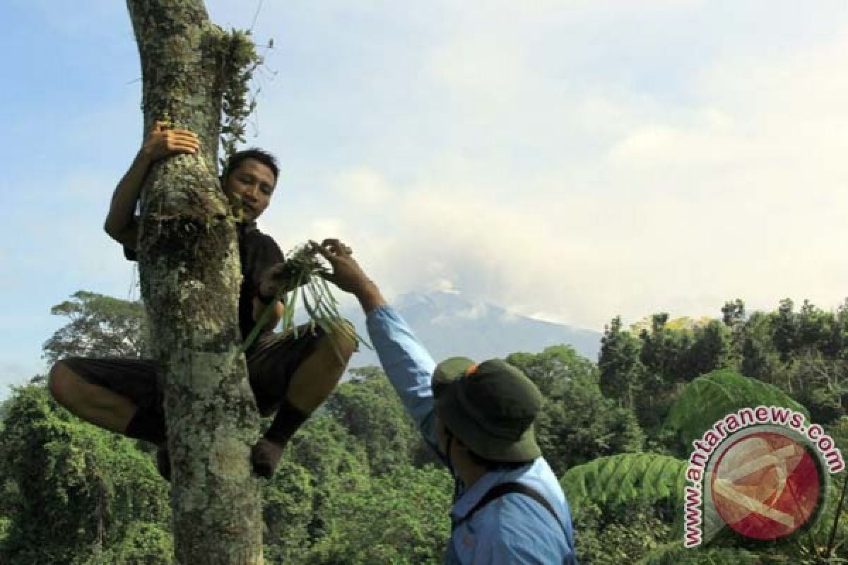 Beragam jenis anggrek di Gunung Merapi daya tarik wisata