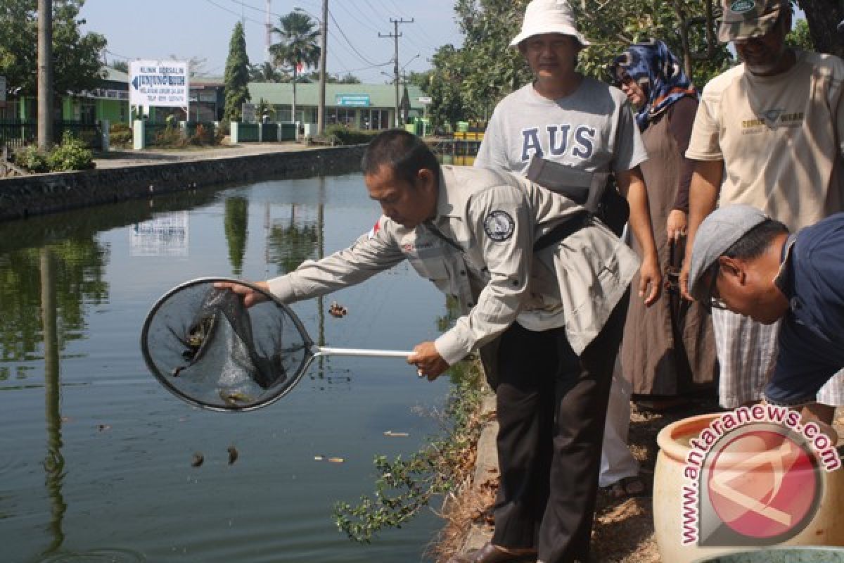 FKH Sowing Betok Fish Seed