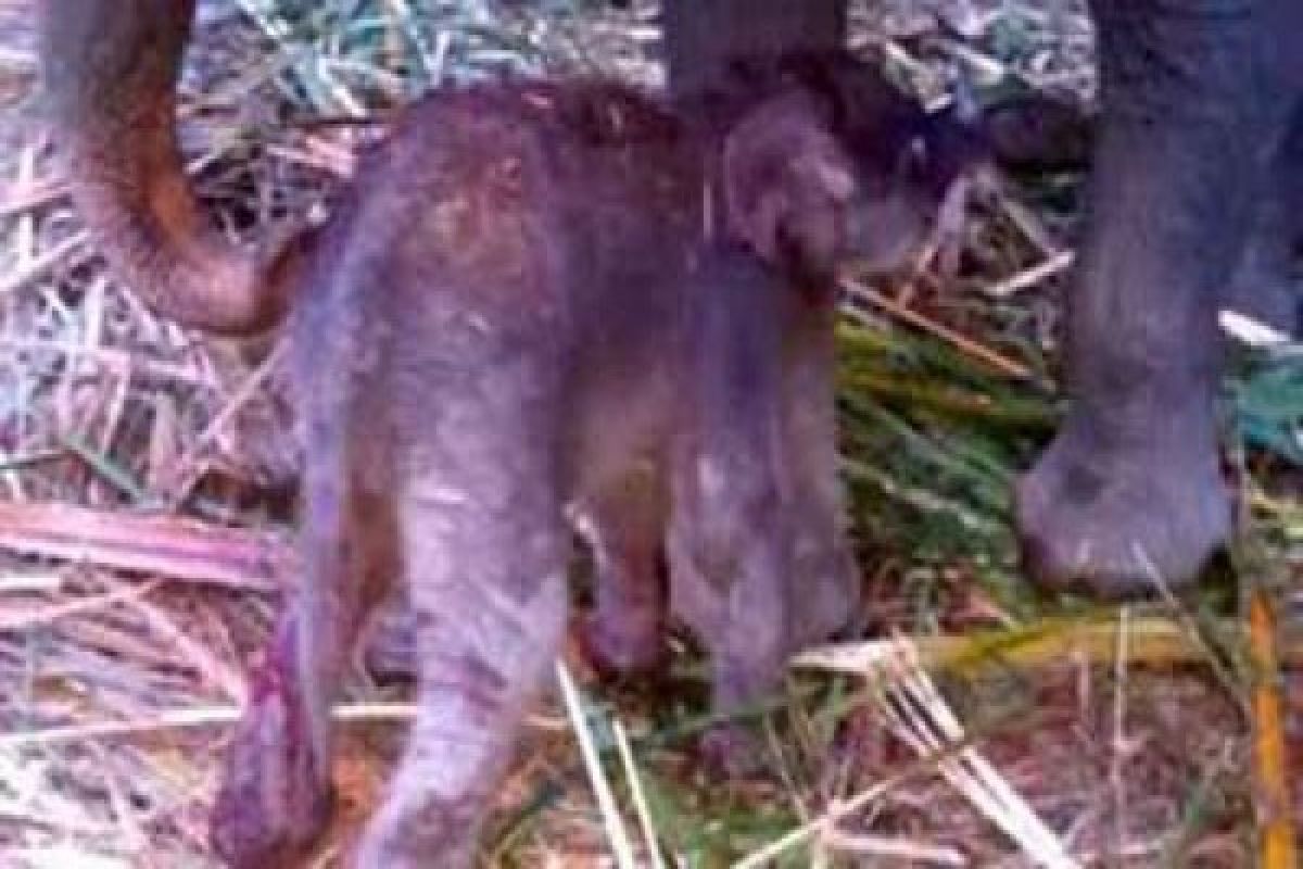 Bayi gajah Sumatera lahir di CRU Tangkahan