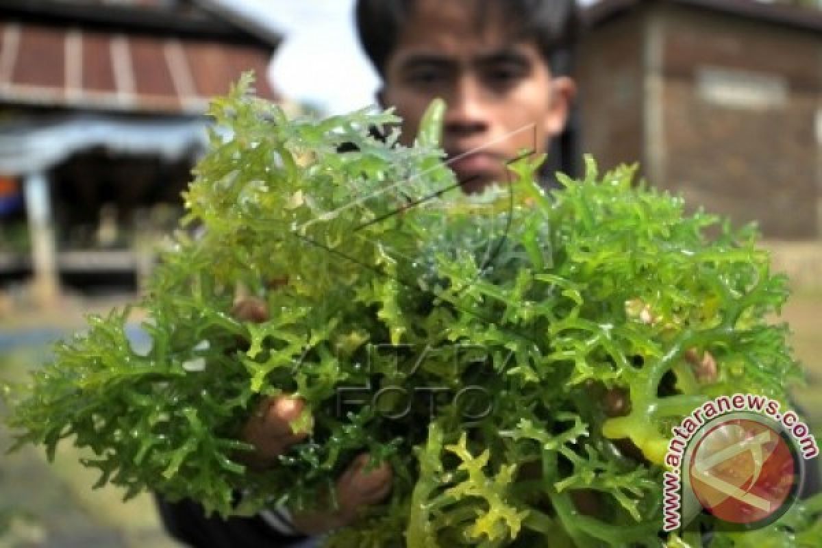 Menperin resmikan industri rumput laut di Sulsel 