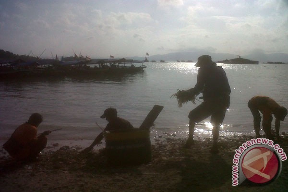 Pesona Bakau-Terumbu Karang Pulau Pahawang Lampung