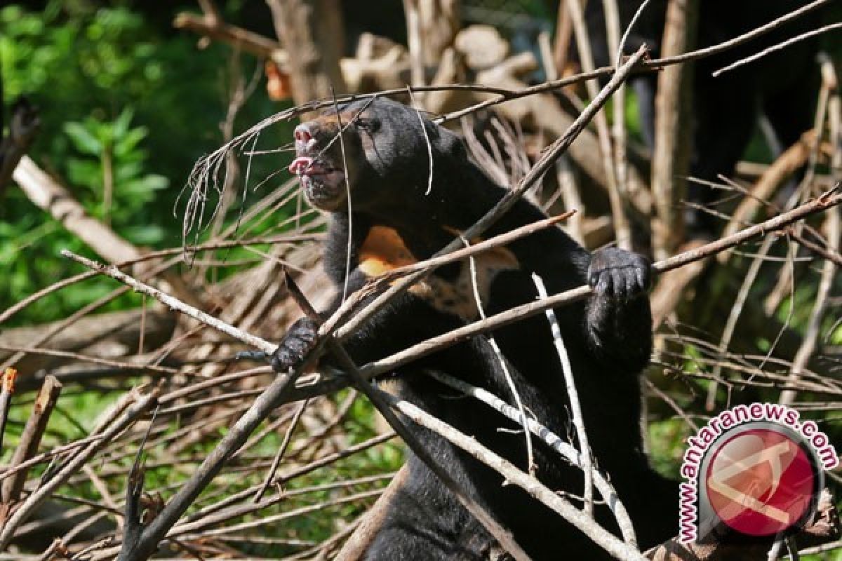 Profauna Dalami Pembantaian Beruang Madu di Kaltim