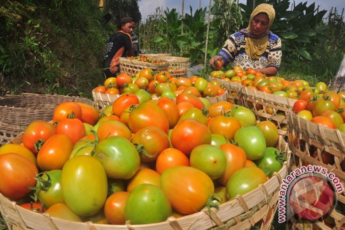 Harga tomat di Sorong melonjak