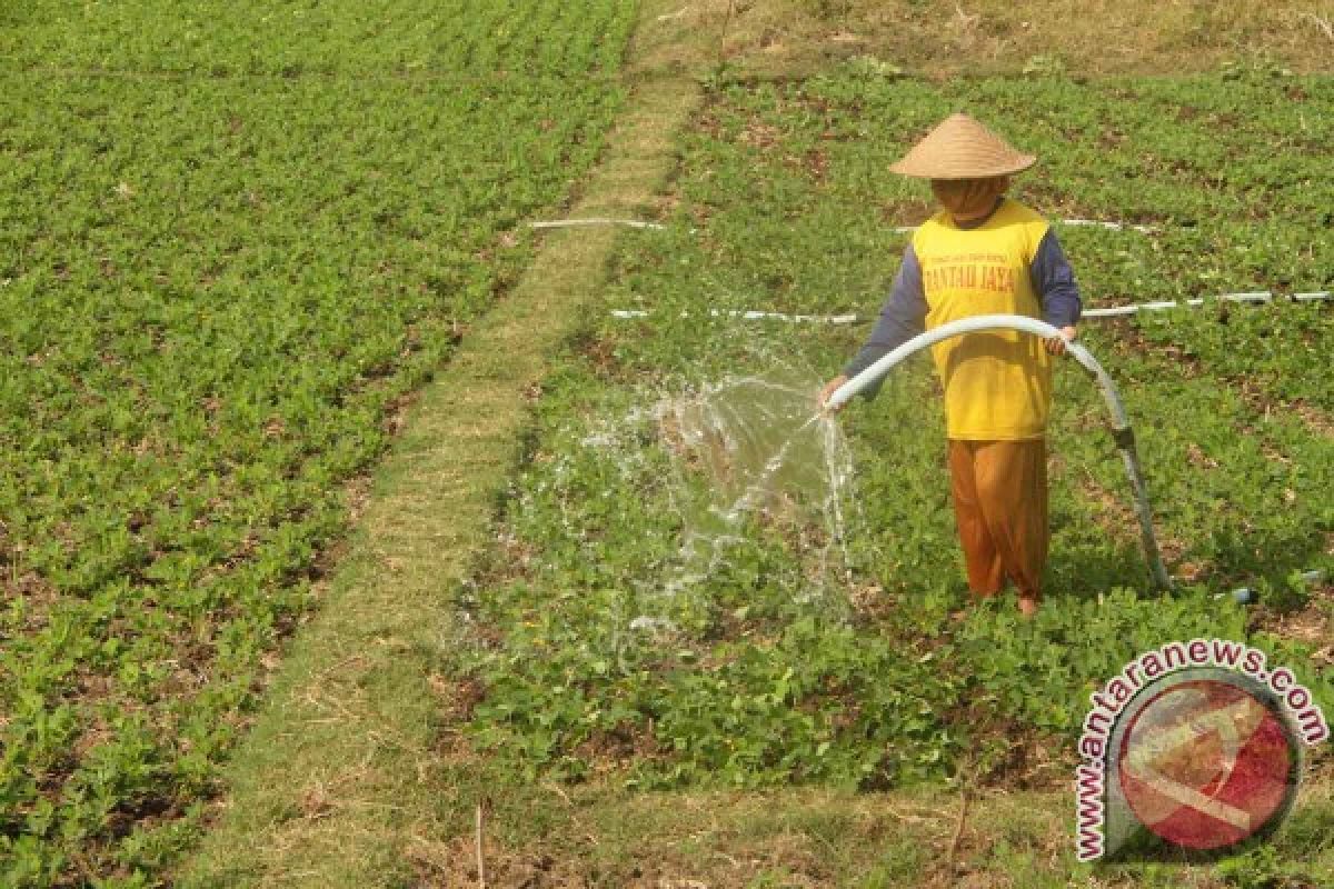 Lahan Pertanian di Probolinggo Aman dari Kekeringan