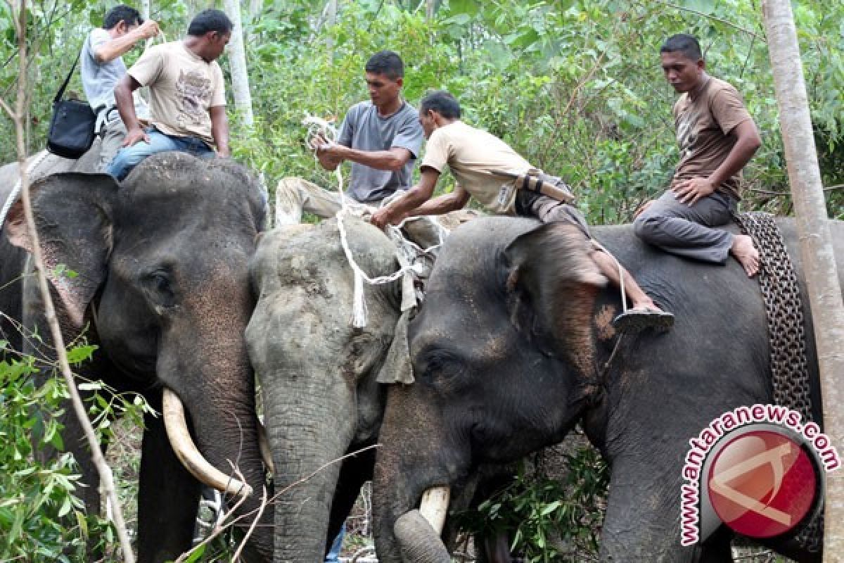 Gajah Liar Masuk Kota Pekanbaru