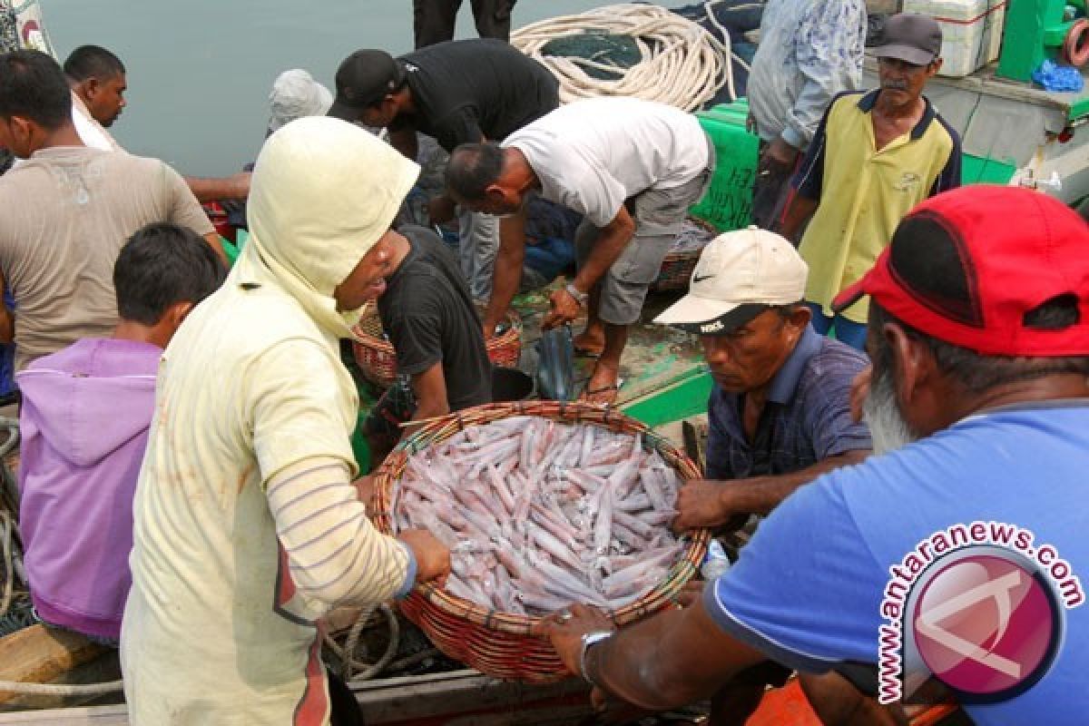 Dinas Perikanan Belitung mencatat produksi cumi cukup tinggi
