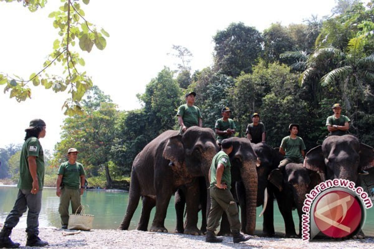 Gajah Liar Berhasil Dievakuasi Dari Permukiman Warga