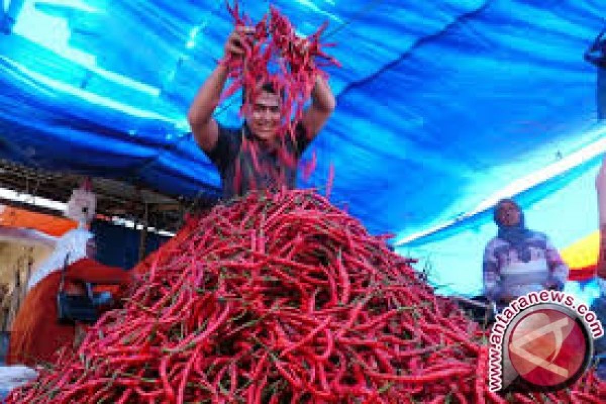 Pasokan berlimpah harga cabai Jambi turun