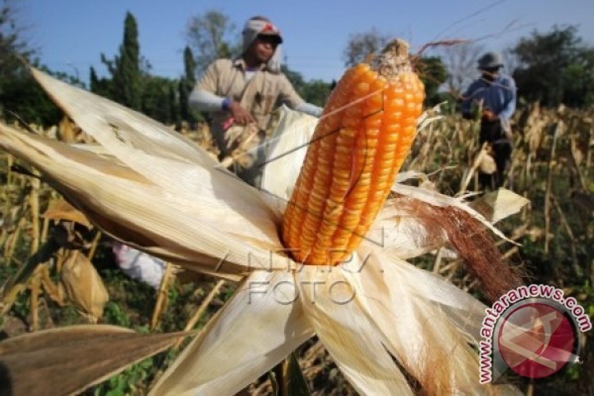 Target Produksi Jagung Solok Selatan 103.932 Ton