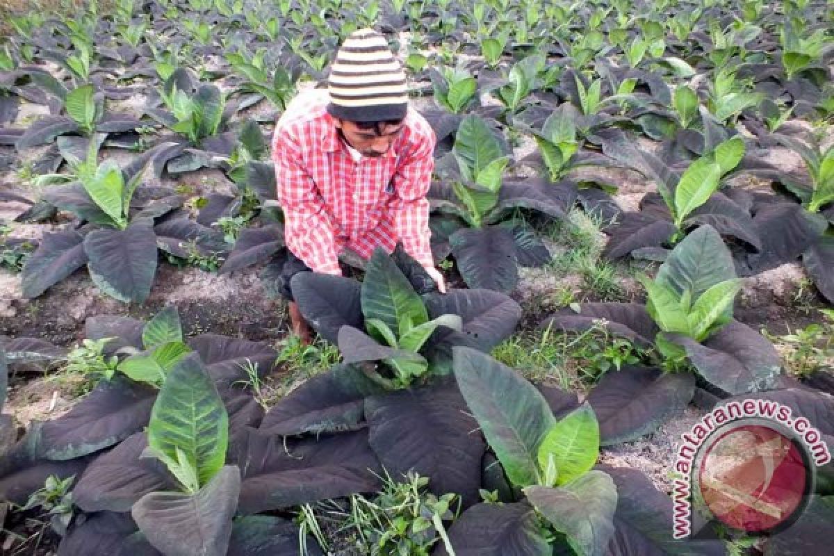 Tembakau Petani Jember Tidak Terbeli Akibat Abu Raung