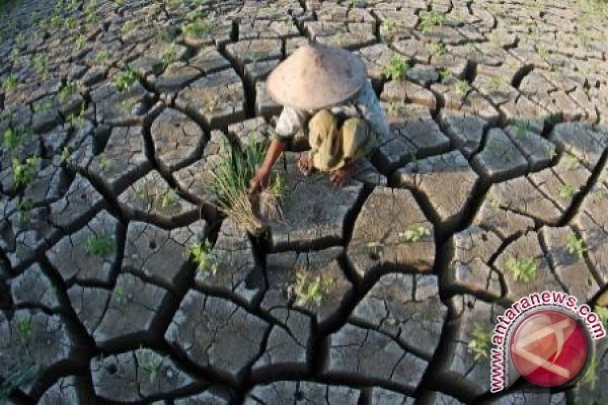 200 hektare lahan pertanian di Penajam kekeringan