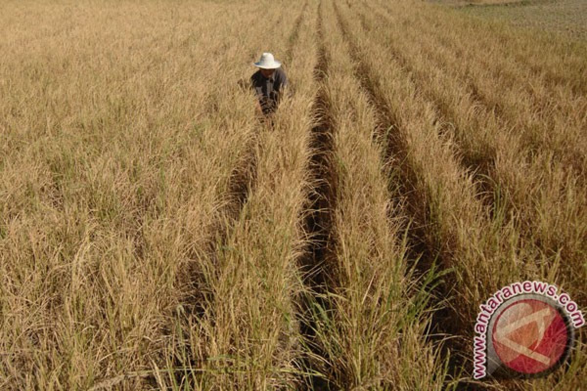 1.691 Ha tanaman pangan kekeringan di Riau