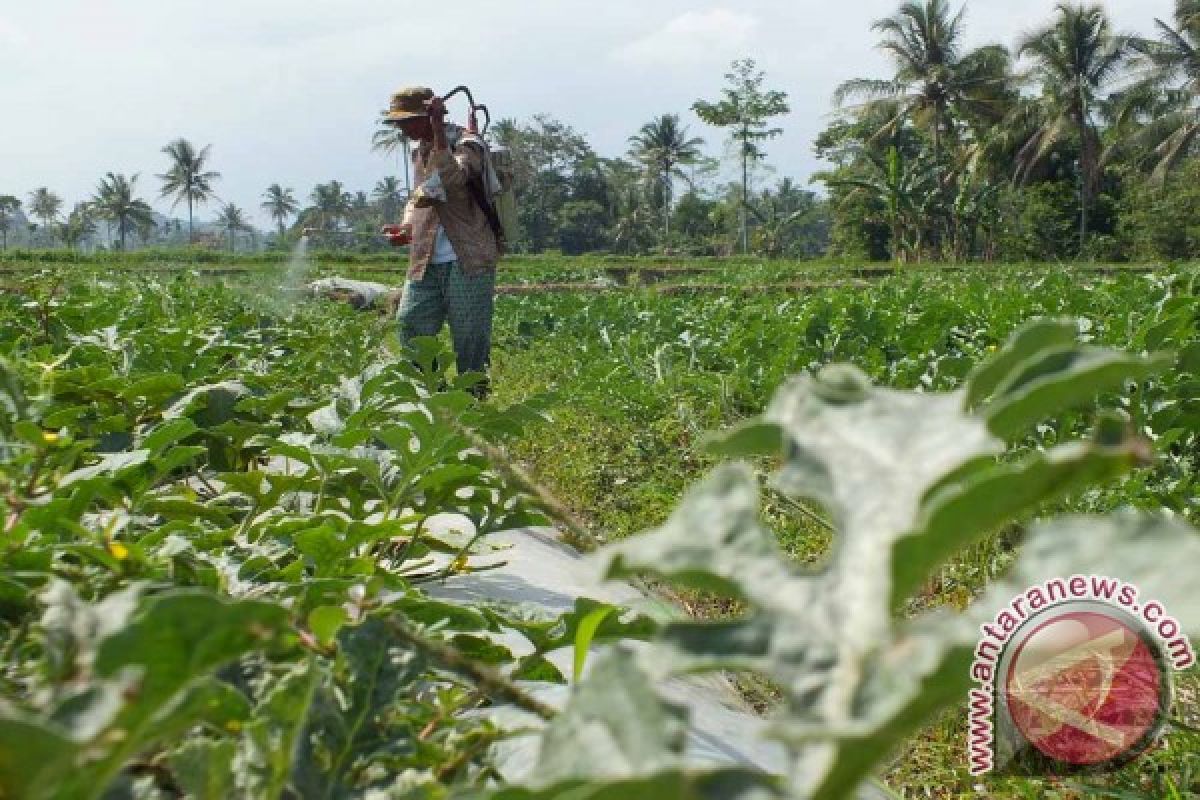 Disperta Jember Data Lahan Terdampak Abu Raung