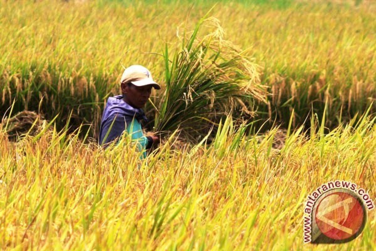 Produksi Padi Banten 2015 Diprediksi Naik 6,32 Persen