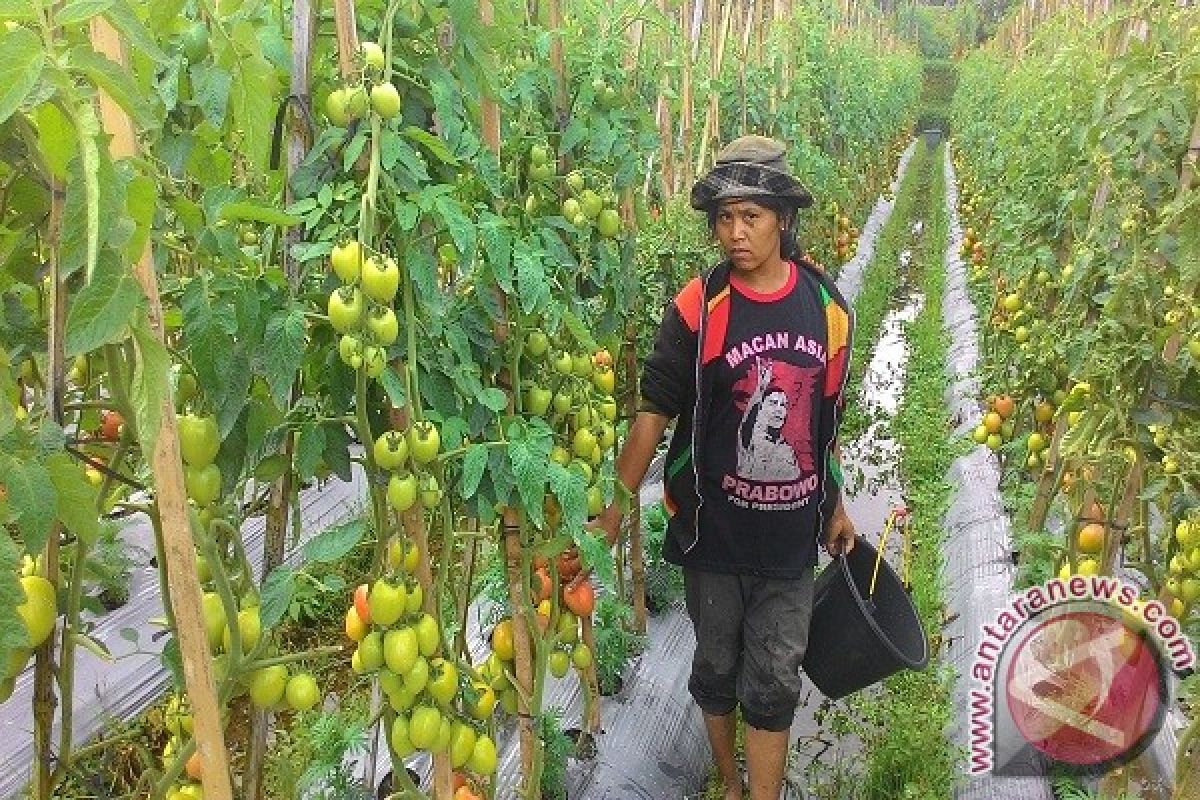 Petani Tomat Badung Raup Keuntungan Rp12,5 Juta 