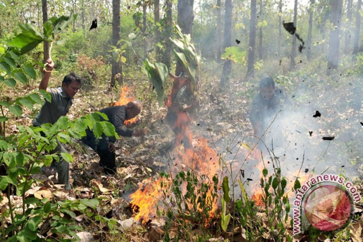 Hutan jati milik Perhutani di Ponorogo terbakar