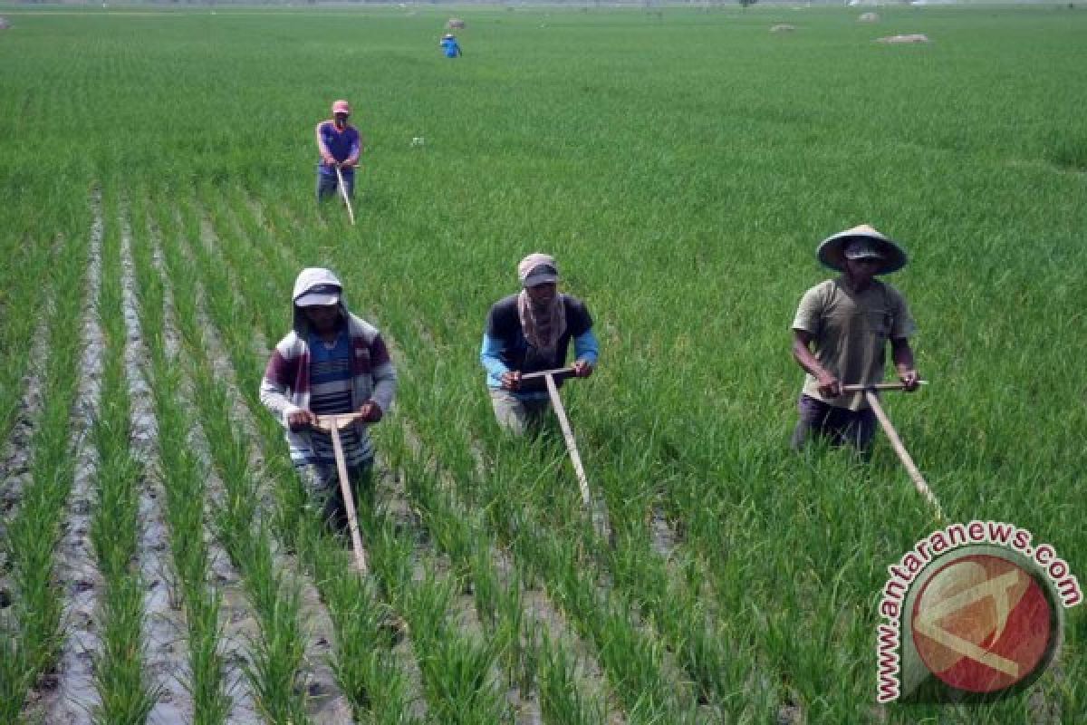 Disperta: Target Produksi Padi Bojonegoro Tidak Terganggu 