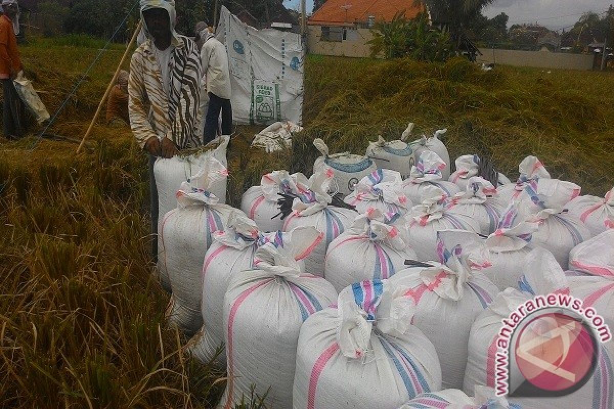 Petani Banyuning Buleleng Alami Penurunan Hasil Panen 