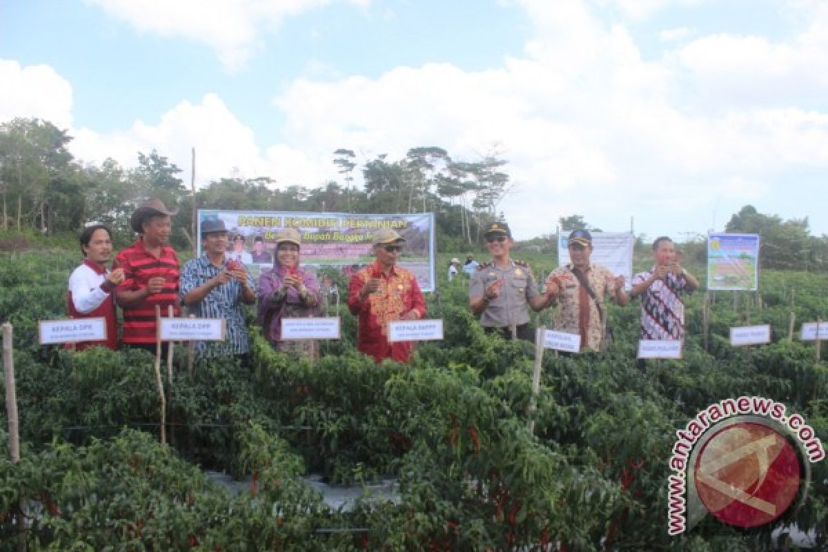 Petani Bangka Tengah Panen Raya Cabai Merah