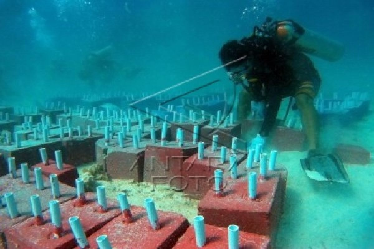 Kapolres Transplantasi Terumbu Karang Di Pulau Pangkep