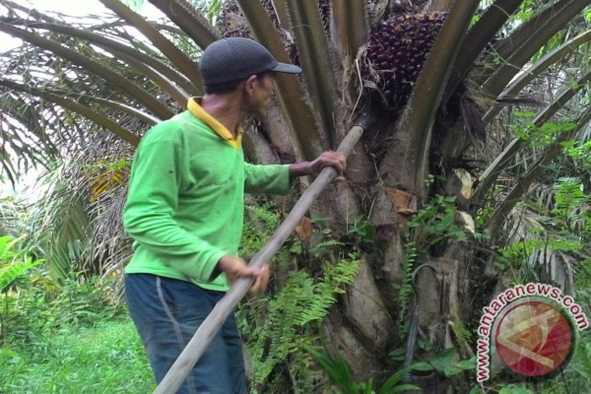 Petani Jambi keluhkan turunnya harga kelapa sawit