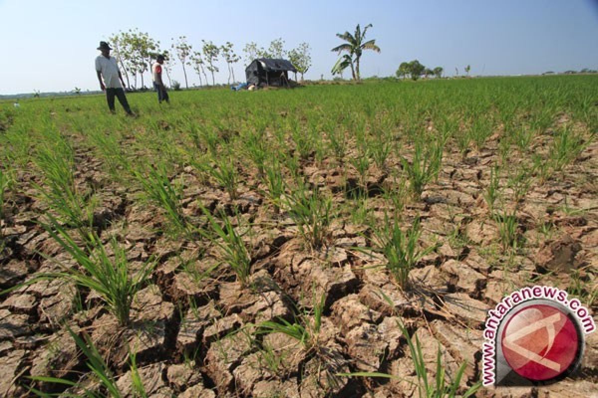 603 Hektare Sawah Terancam Gagal Panen