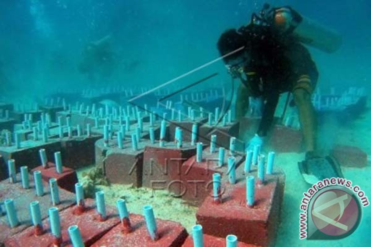 Kapolres transplantasi terumbu karang di Pulau Pangkep 