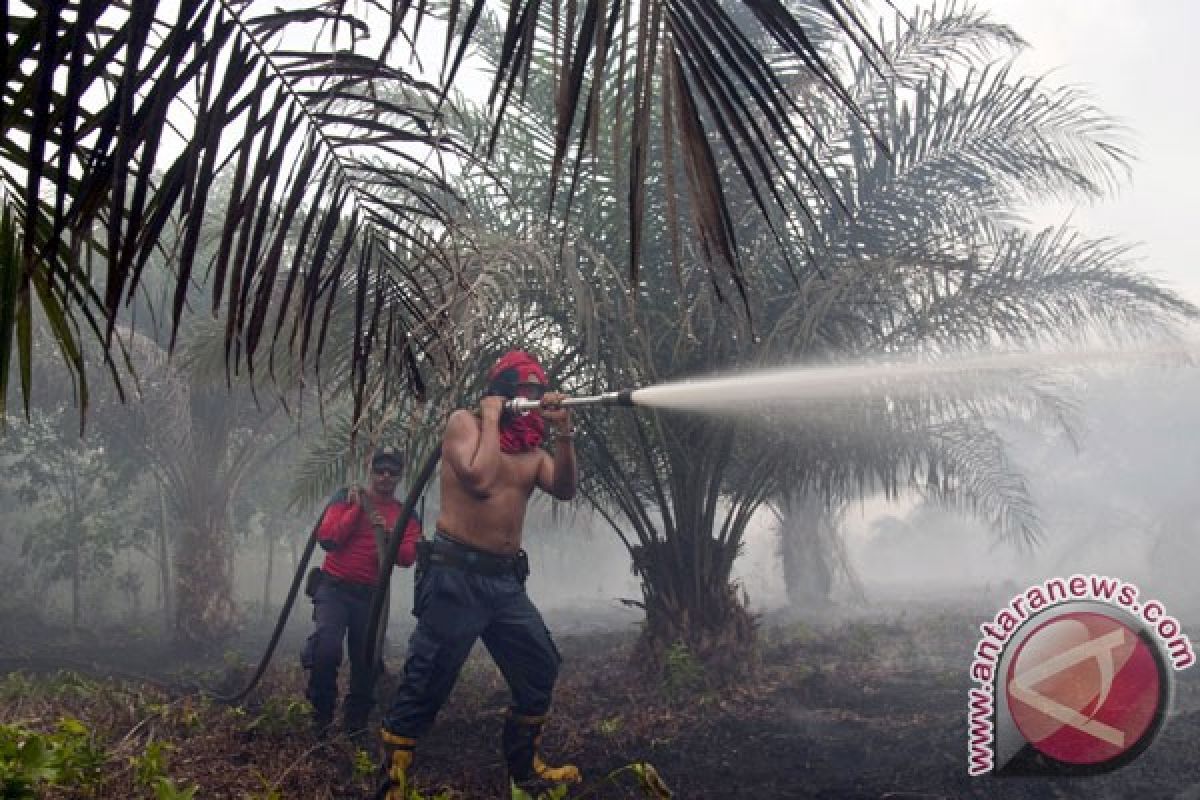 120 hektare lahan sawit Pemda Siak terbakar