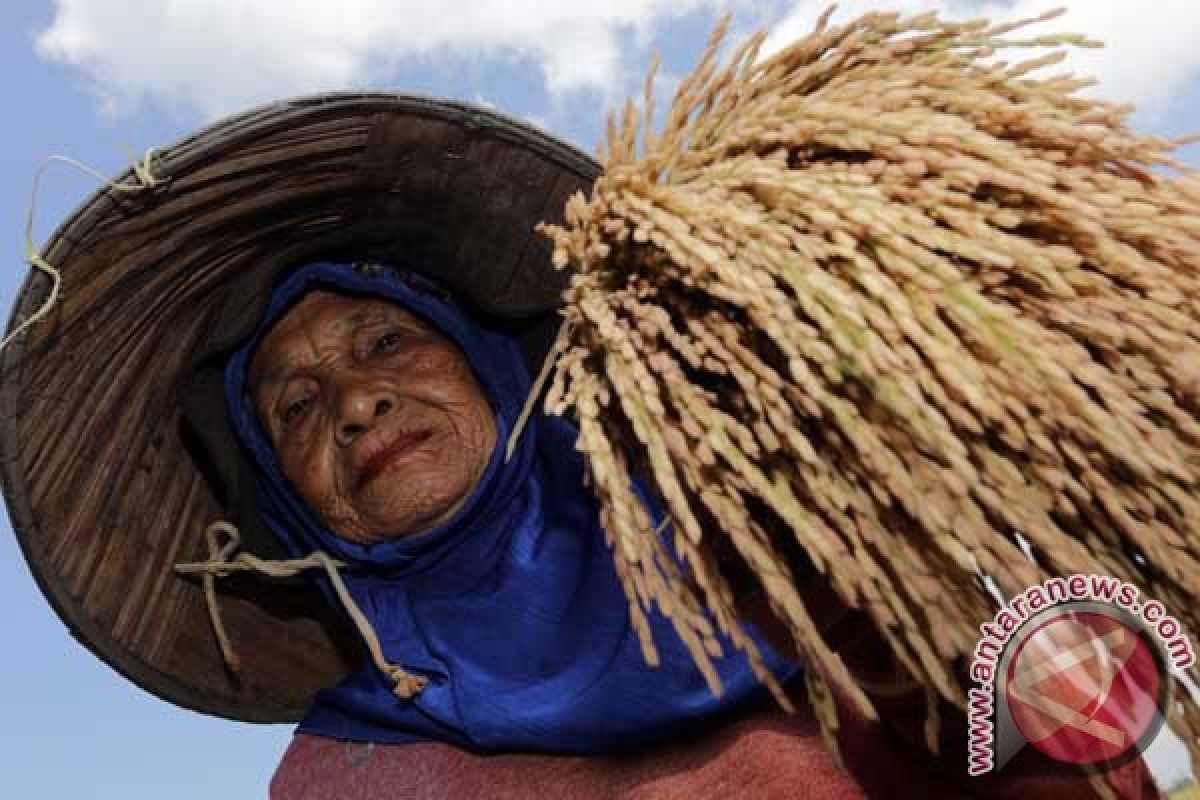Petani harapkan tempat penampungan beras