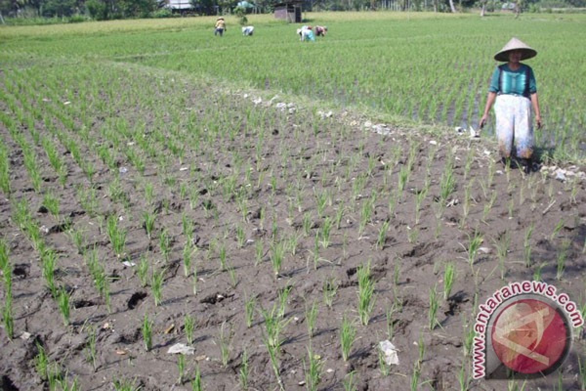 Areal persawahan petani Rejanglebong terancam kekeringan