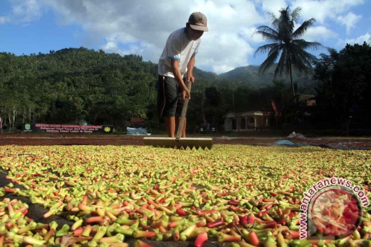 Petani Trenggalek Keluhkan Penurunan Harga Jual Cengkeh