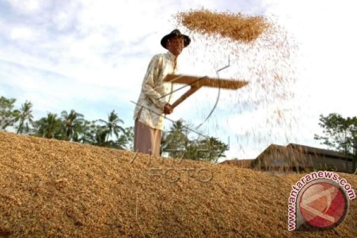 Stok gabah Jabar berkurang pada musim kemarau