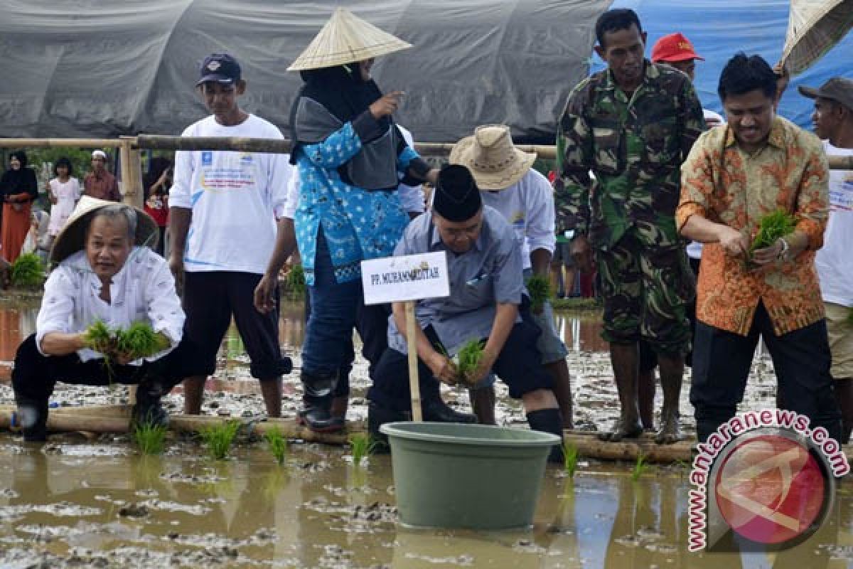 MPM Muhammadiyah tanam padi ramah lingkungan 