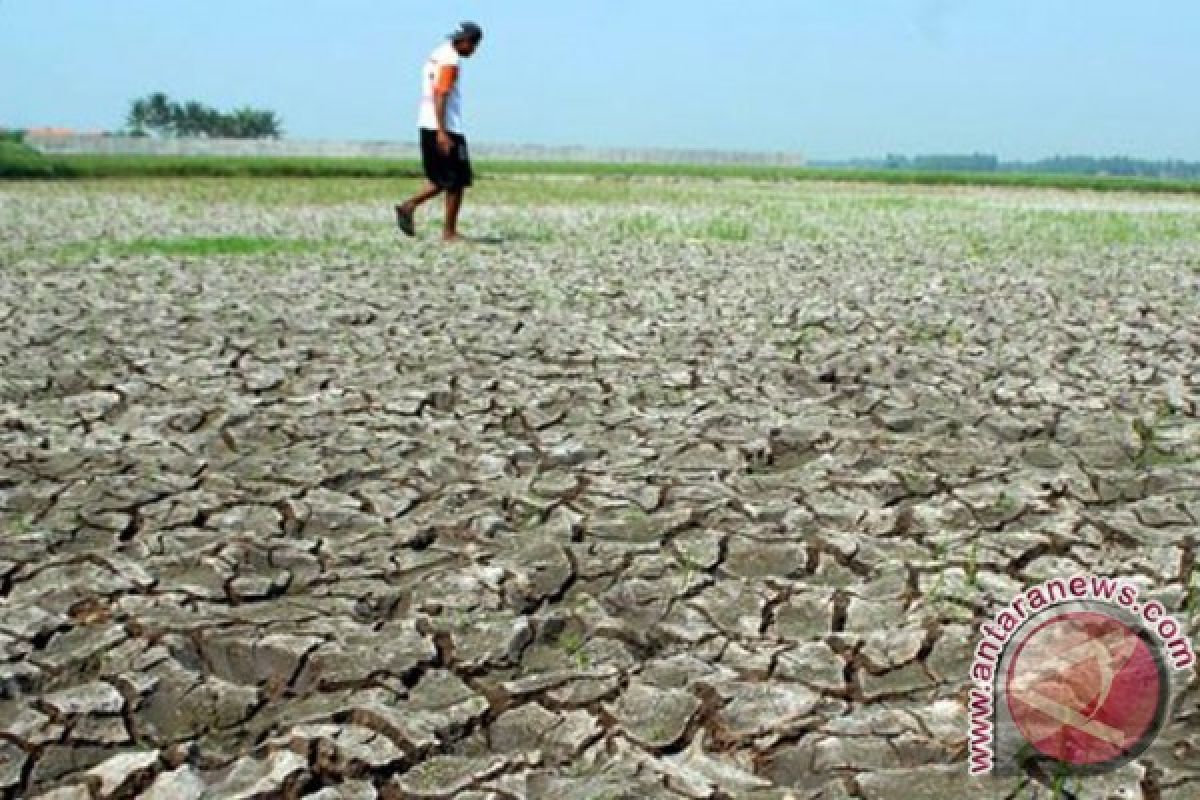 Kemarau panjang, harga beras naik terus