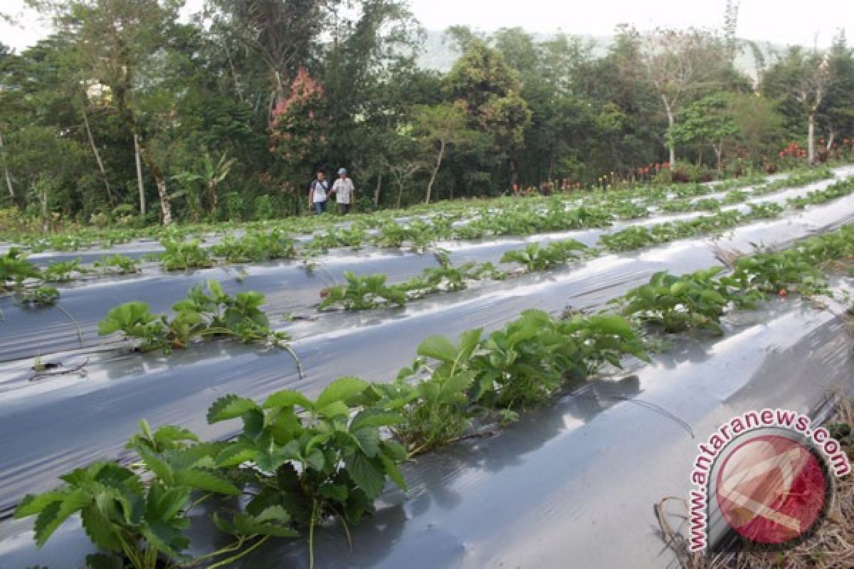 Warga Rejanglebong kembangkan wisata agro buah strawberi