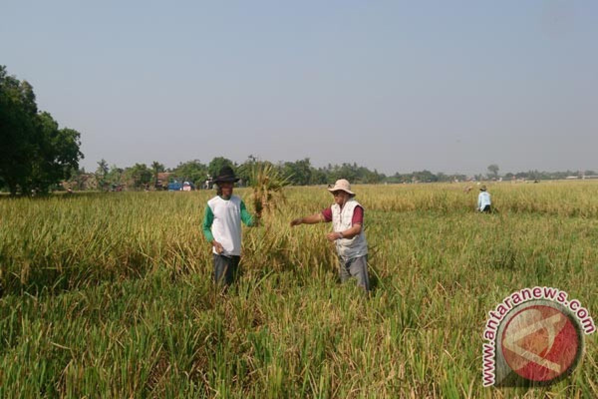 Petani Sukabumi Mulai Panen Raya Padi