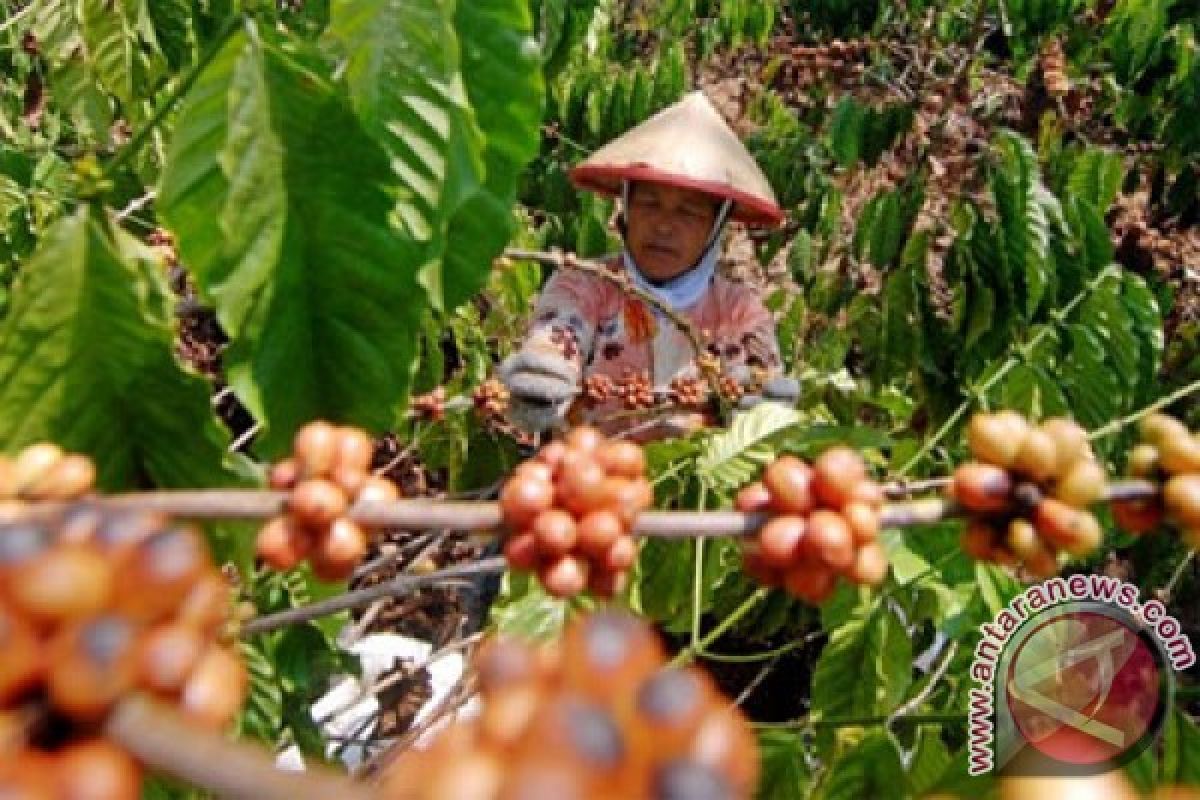 Kementan siap intensifikasi 8.850 ha perkebunan kopi
