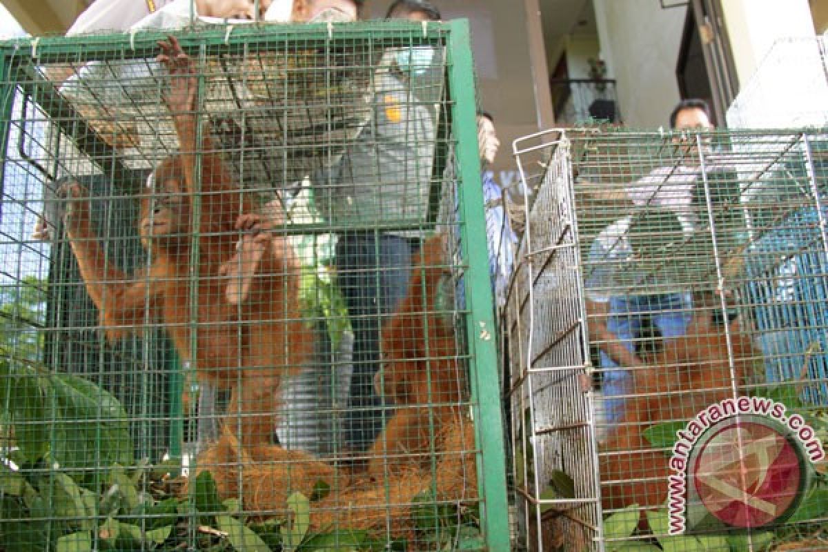 Polisi Riau gagalkan perdagangan orangutan