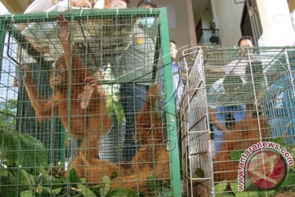 Polisi Tangkap Pedagang Orangutan