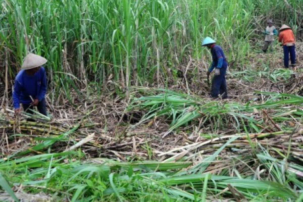 Tanaman Perkebunan Rakyat Memperlambat Kenaikan NTP Banten