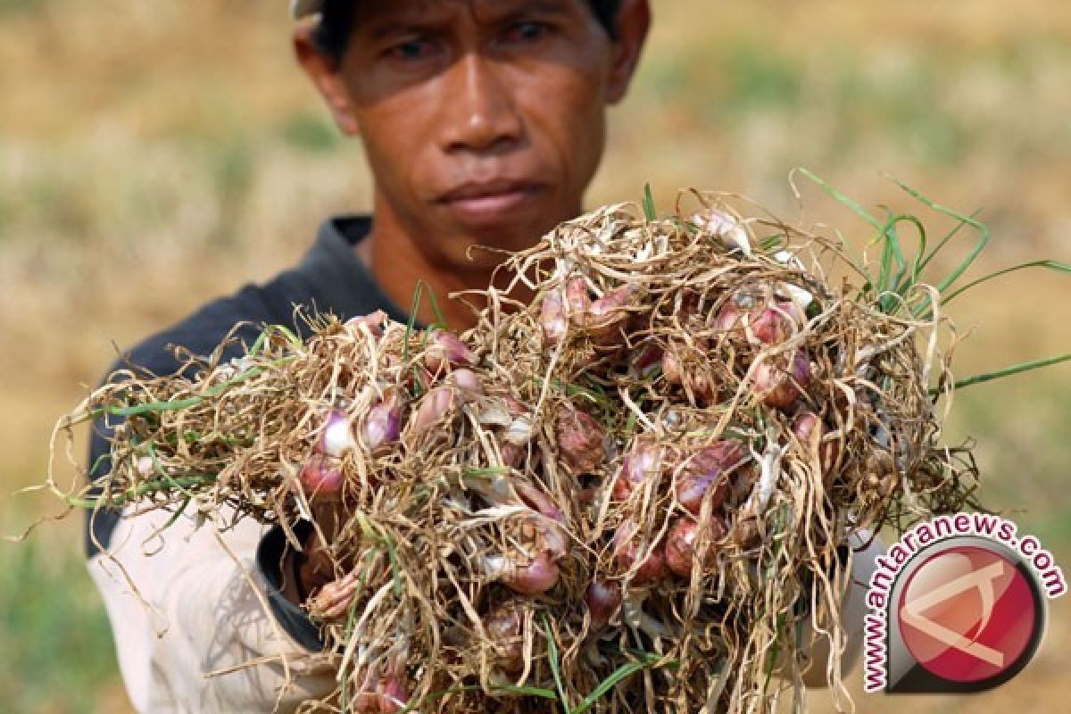 Babel Pantau Lahan Pertanian Terdampak Kemarau